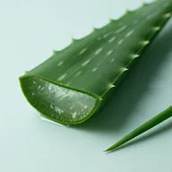 Hoja de aloe vera cortada con gel transparente, activo de VenaSeel+