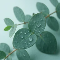 Hojas frescas de eucalipto con gotas de agua, activo de VenaSeel+